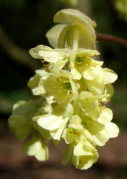 Image of Buttercup winter-hazel