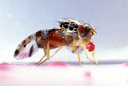 Image of Mediterranean fruit fly