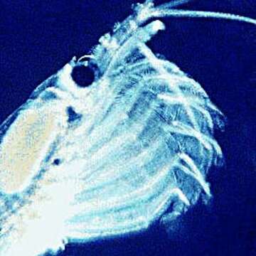 Image of Antarctic Krill