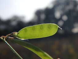 Image of lentil vetch