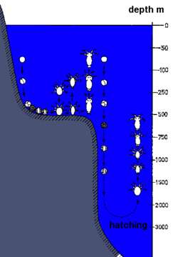 Image of Antarctic Krill