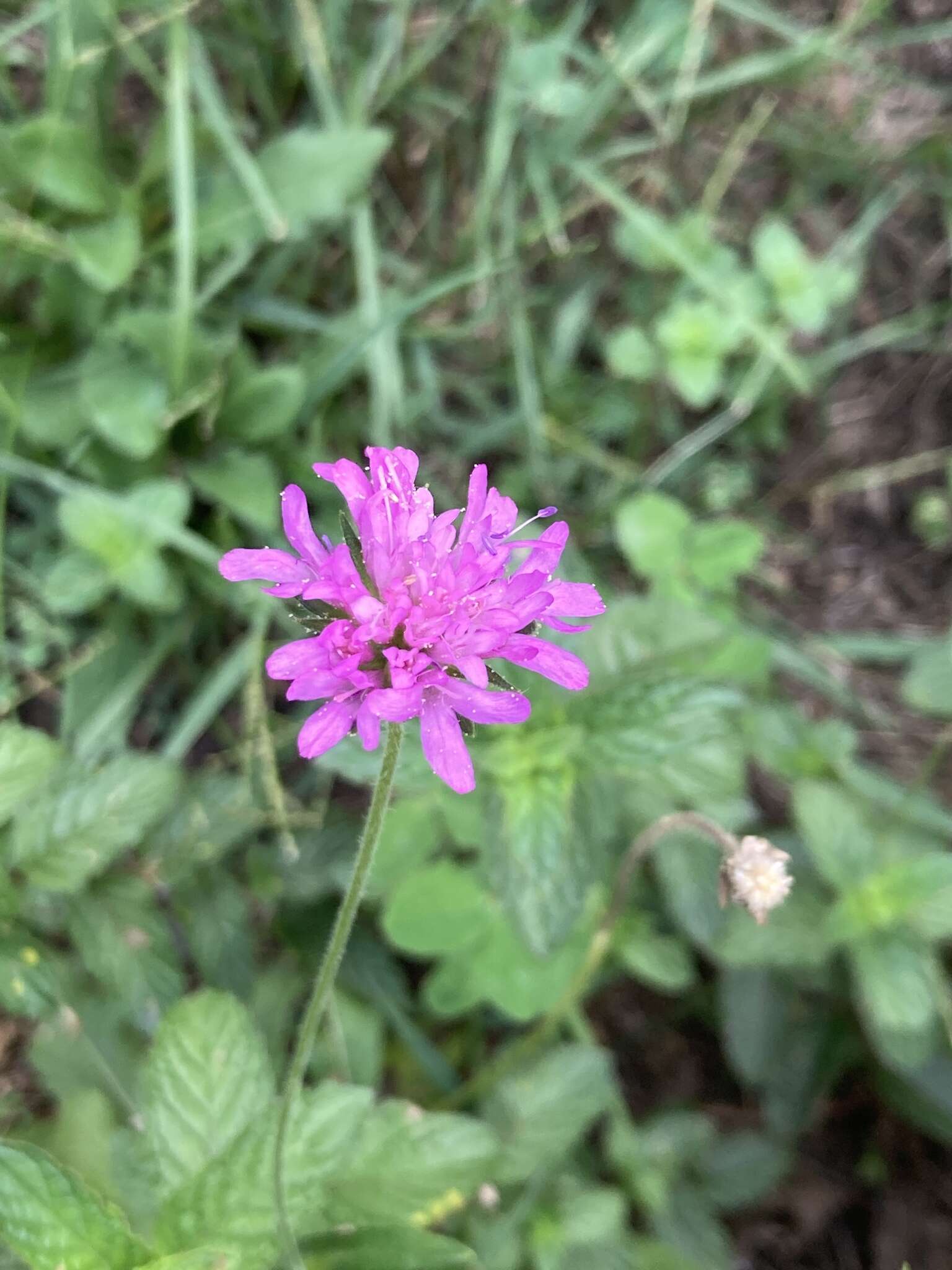 Image of Knautia transalpina (Christ) Briq.