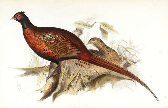 Image of Phasianus Linnaeus 1758