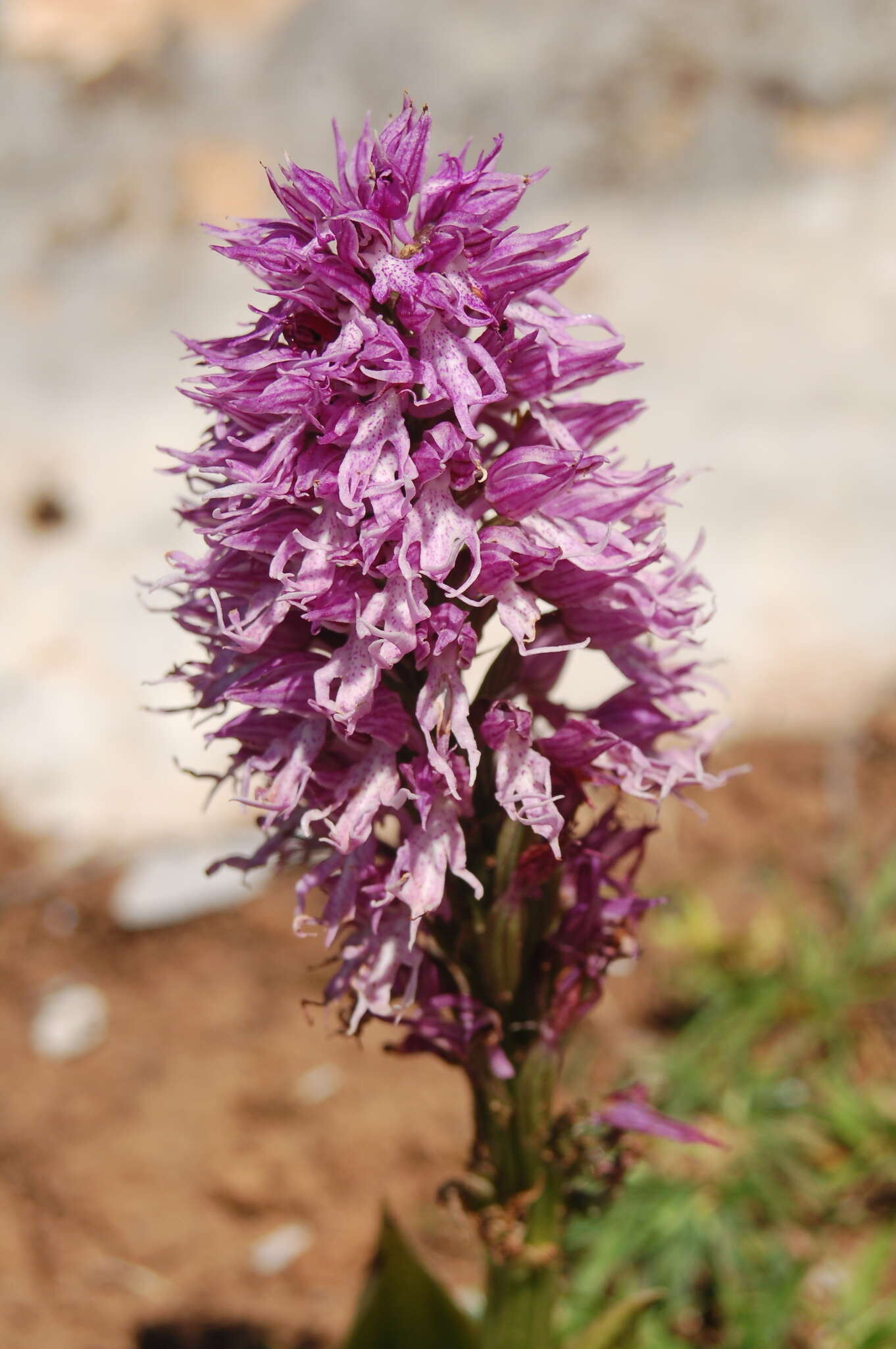 Imagem de Orchis italica Poir.