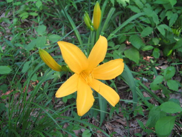 Image of Daylily