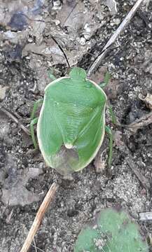 Image of Chlorochroa (Chlorochroa) persimilis Horvath 1908