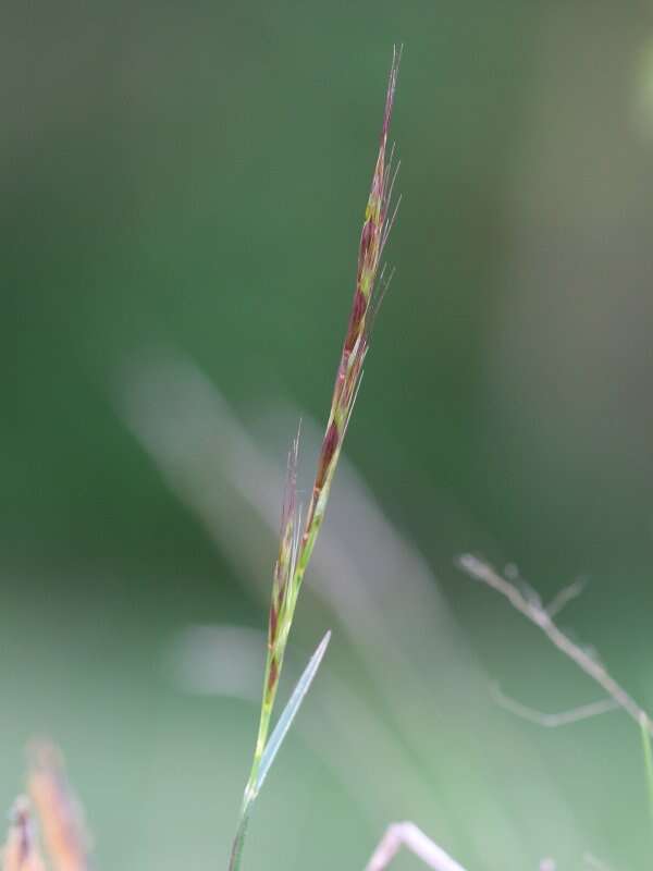 Plancia ëd Helictochloa pratensis (L.) Romero Zarco