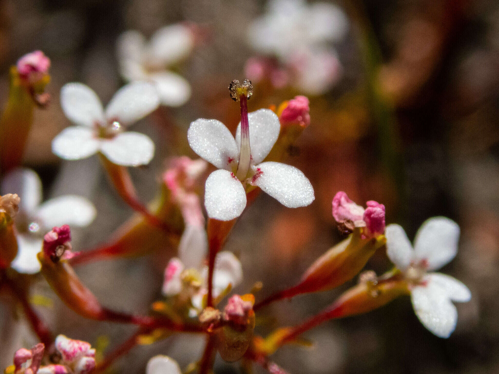 Image of Stylidium pulchellum Sond.