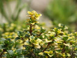 صورة Thymus citriodorus (Pers.) Schreb.