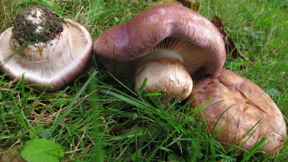 Image of Cortinarius balteatocumatilis Rob. Henry ex P. D. Orton 1960