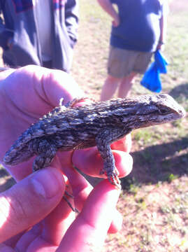 Image of Texas Spiny Lizard