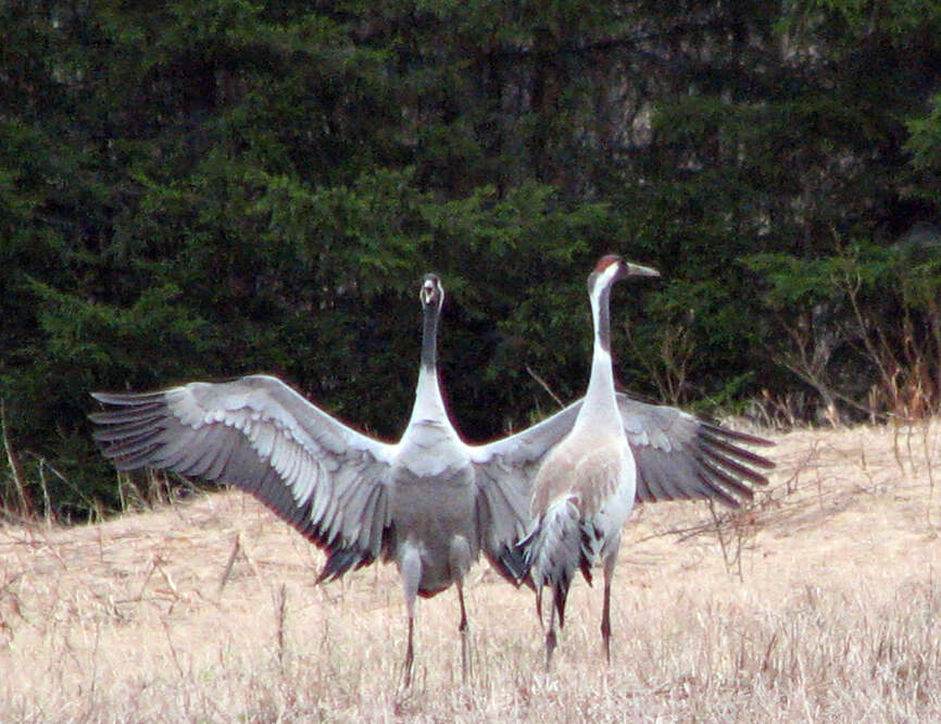 Image of Common Crane