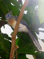 Image of Crested Coua