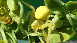 Image of Flower Crab Spiders