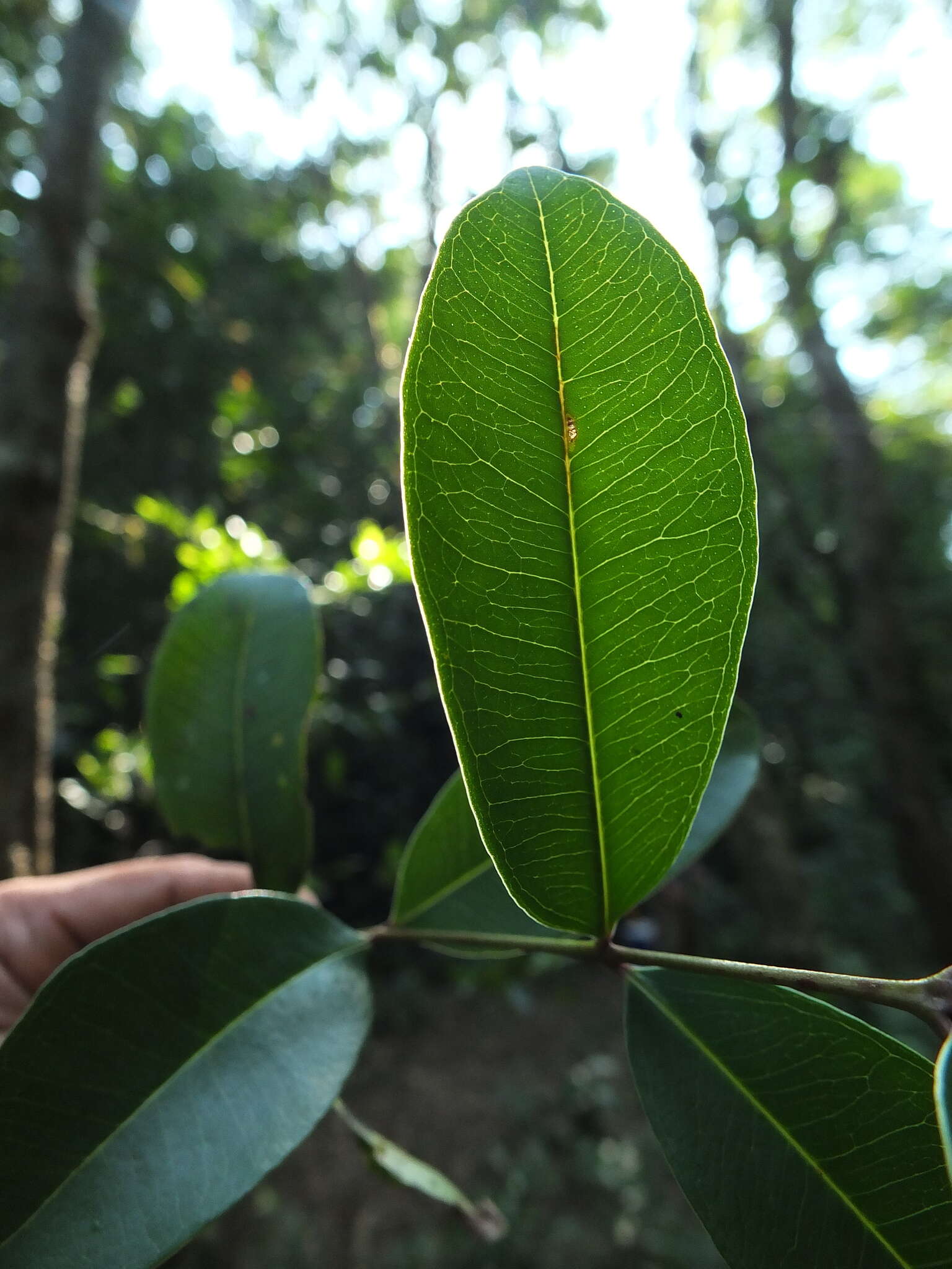 Image of Syzygium caryophyllatum (L.) Alston