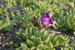 Image of beach pea