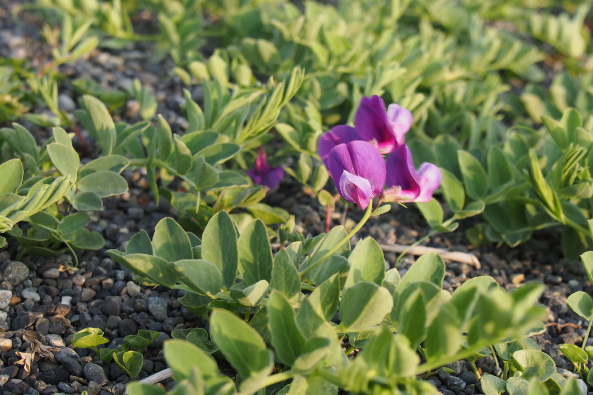 Image of beach pea