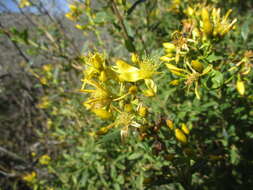 Imagem de Hypericum canariense L.