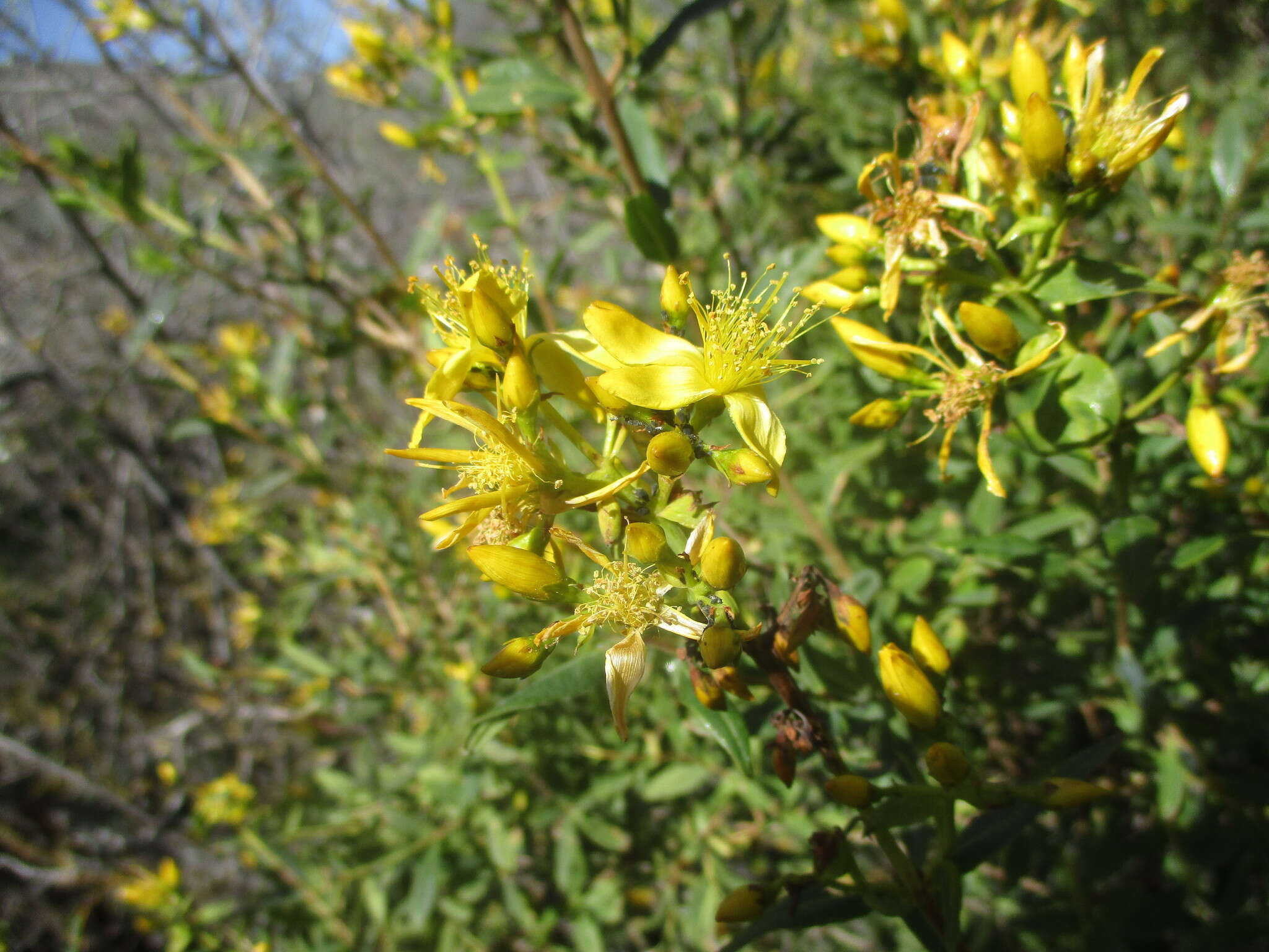 Imagem de Hypericum canariense L.