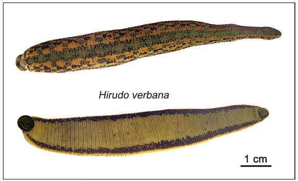 Image of Gnathobdelliformes