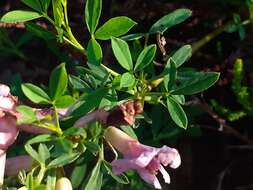 Cytisus purpureus Scop.的圖片