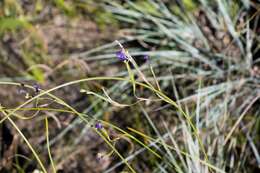 Image of Moraea inclinata Goldblatt