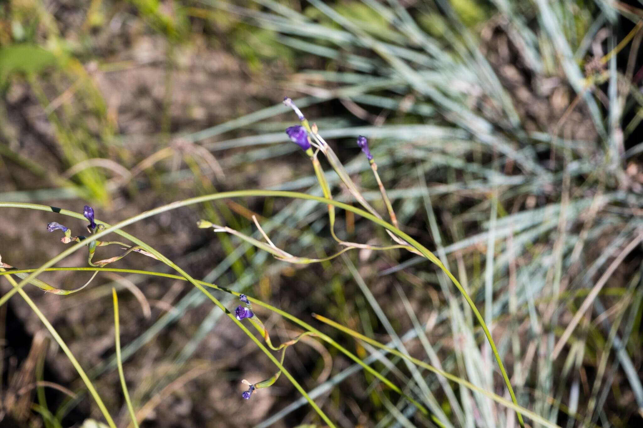 Moraea inclinata Goldblatt resmi