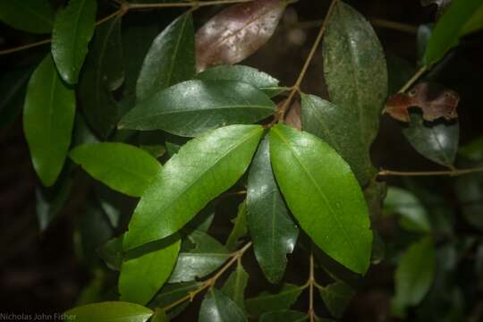 Image of Austrobuxus swainii (Beuzev. & C. T. White) Airy Shaw