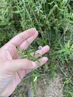 Image of Small Morning Glory