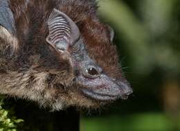 Image of sac-winged bats, sheath-tailed bats, and relatives