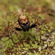 Image of Mintonia silvicola Wanless 1987