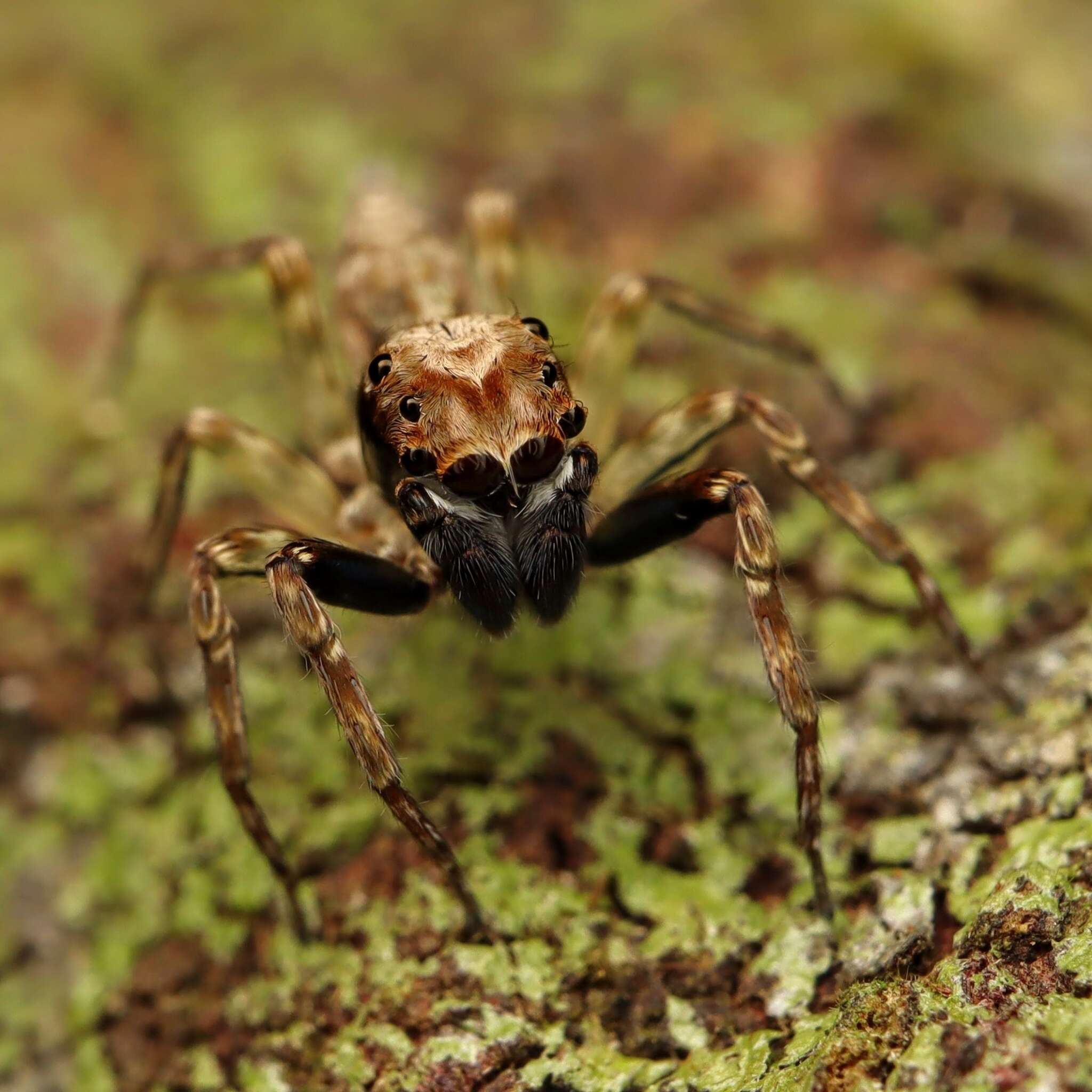 Image of Mintonia silvicola Wanless 1987