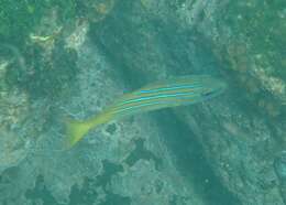 Image of Blue and gold snapper