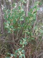 Слика од Hakea undulata R. Br.