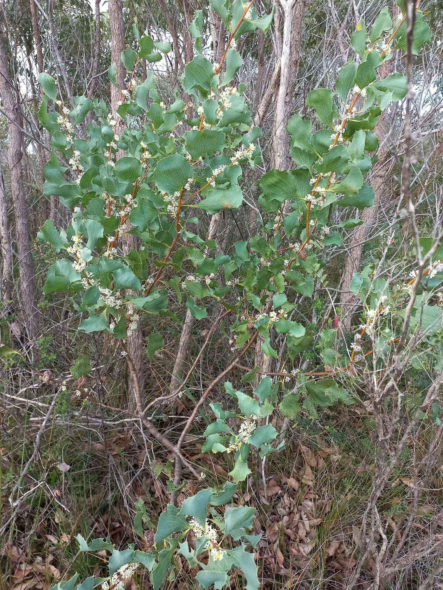 Image of Hakea undulata R. Br.