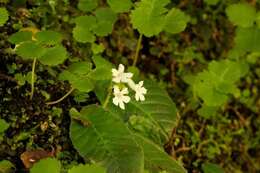 Image of Streptocarpus pusillus Harvey ex C. B. Clarke