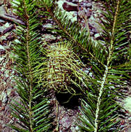 Image de Sapin de Sainte-Lucie