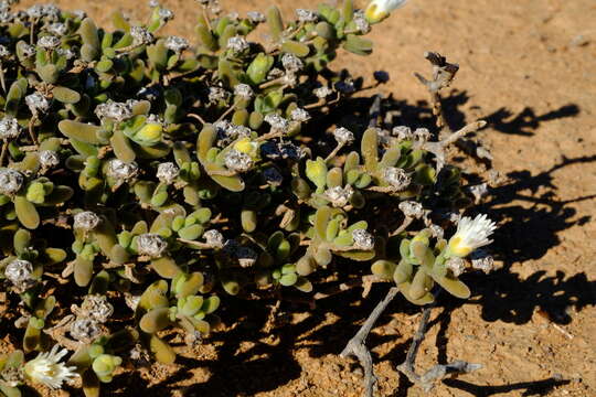 Imagem de Drosanthemum albens L. Bol.