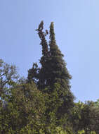 Image of Bristlecone Fir