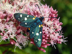 Image of Zygaena ephialtes Linnaeus 1767