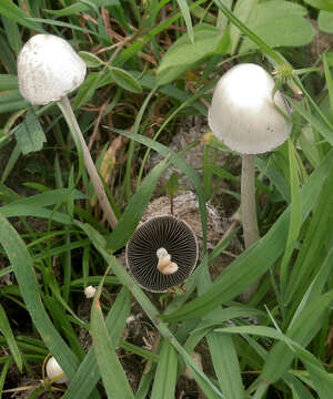 Image of Panaeolus antillarum (Fr.) Dennis 1961