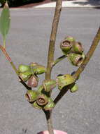 Image of Eucalyptus cernua Brooker & Hopper