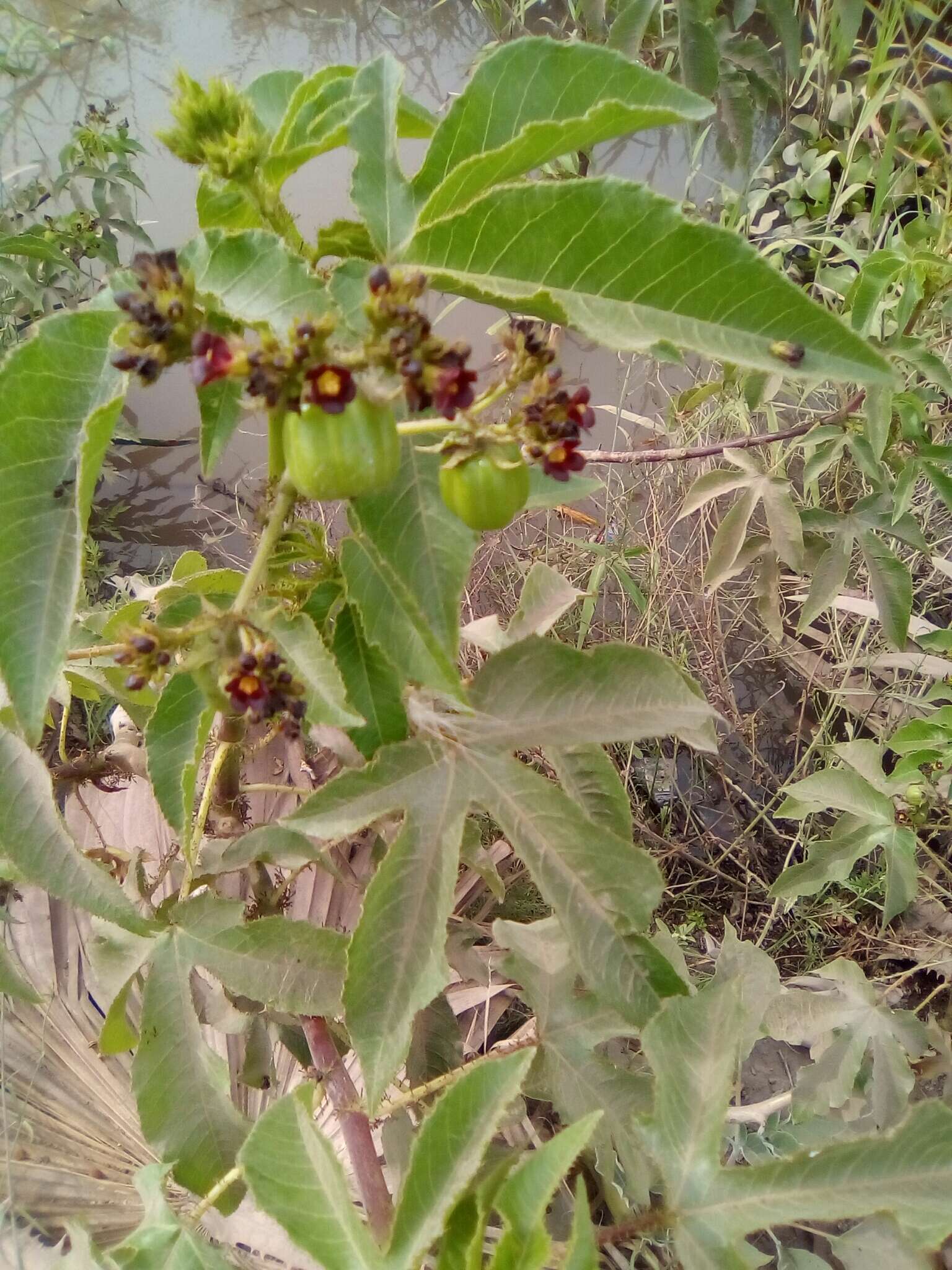 Image of bellyache bush