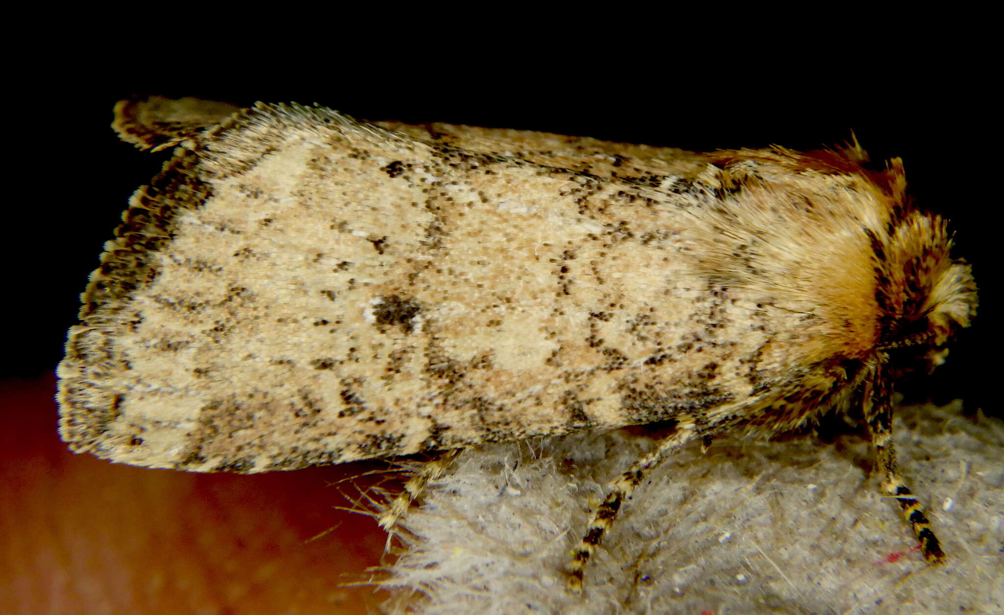 Image of Northern Scurfy Quaker Moth