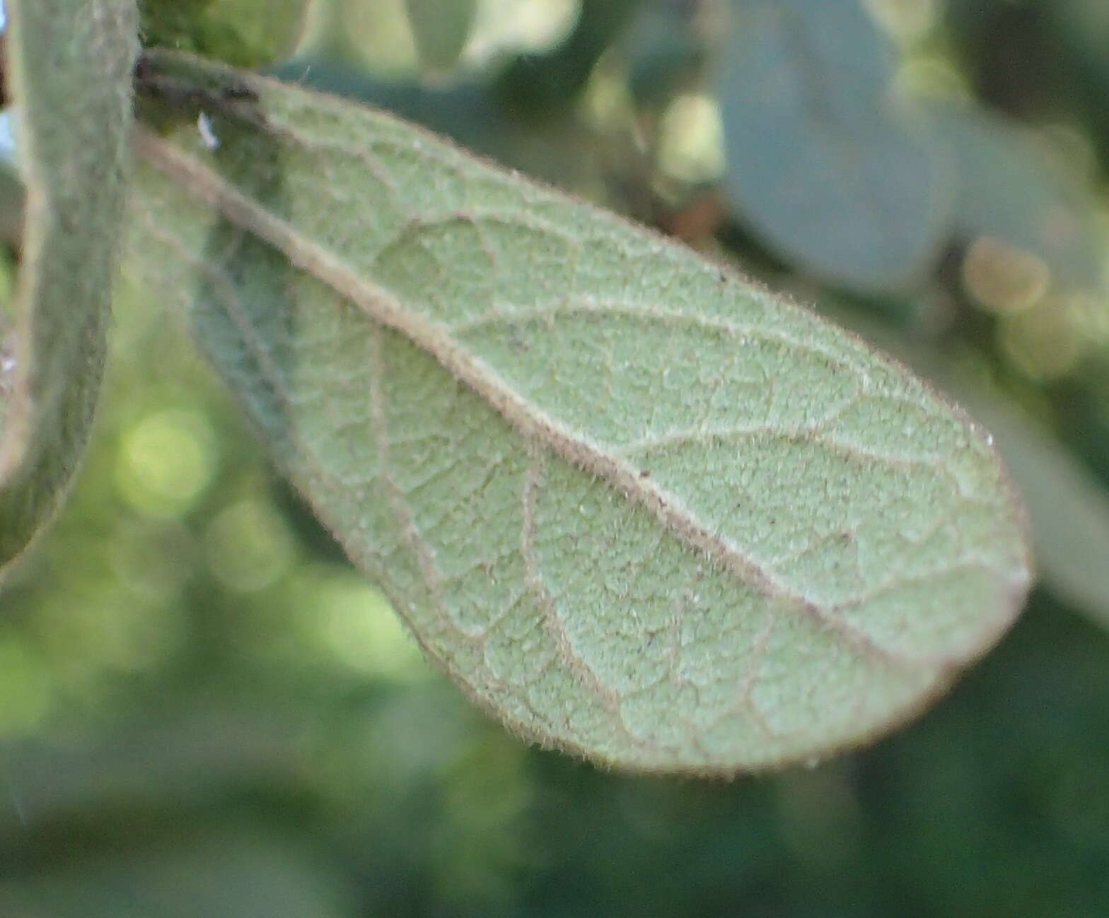 Sivun Diospyros lycioides Desf. kuva