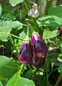 Image of eggplant