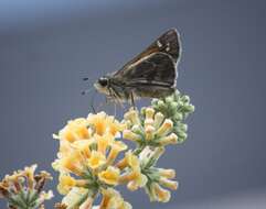 Atalopedes campestris Boisduval 1852 resmi