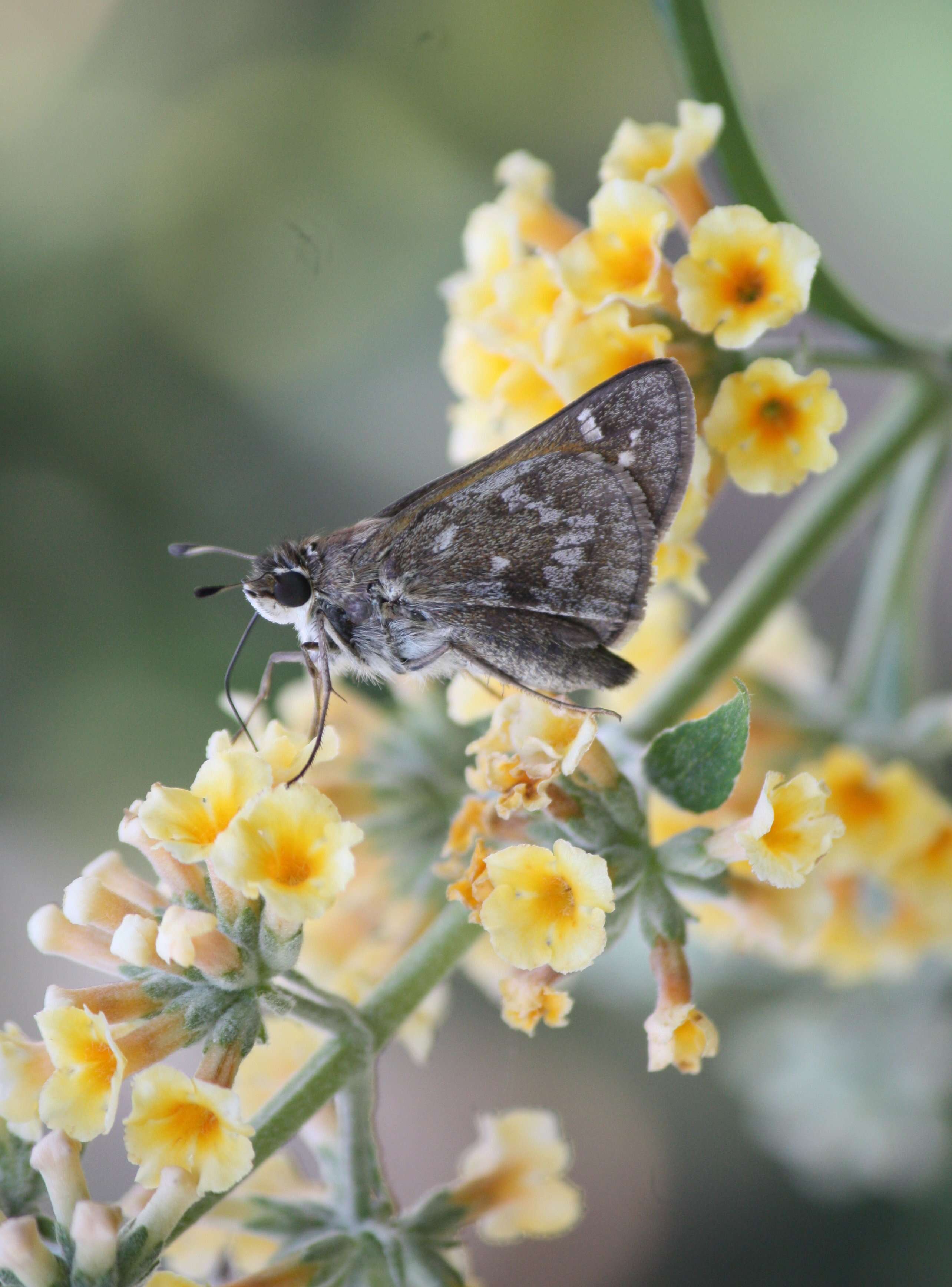 Atalopedes campestris Boisduval 1852 resmi