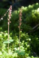 Image of Lesser Twayblade