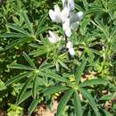 Image of white lupine